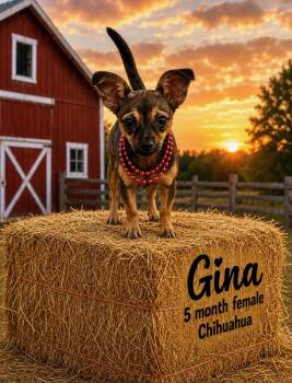 GINA-5 MONTH FEMALE CHIHUAHUA - PETCO, 5011 E. RAY ROAD, PHX 850 -  Chihuahua Dog for Adoption in Mesa, Arizona - GINA-5 MONTH FEMALE CHIHUAHUA - PETCO, 5011 E. RAY ROAD, PHX 850 | PetCurious