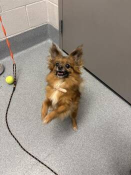 AIDAN -  Chihuahua Dog for Adoption in Indianapolis, Indiana - AIDAN | PetCurious