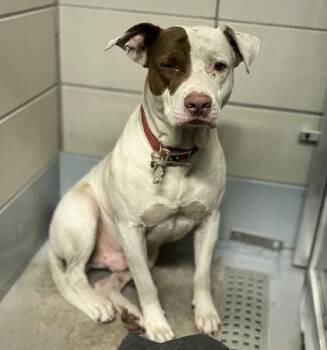 JJ -  Staffordshire Bull Terrier and Mixed Breed Dog for Adoption in Houston, Texas - JJ | PetCurious