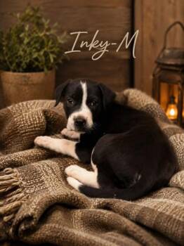 Inky -  Mixed Breed Dog for Adoption in Albertville, Alabama - Inky | PetCurious