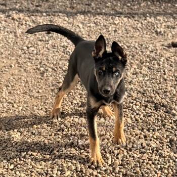 Rescue German Shepherd Dog and Husky Dogs for Adoption in Chariton, Iowa - Polly | PetCurious