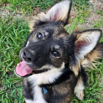 Ozzy (20261009-01) -  German Shepherd Dog Dog for Adoption in Niagara Falls, Ontario - Ozzy (20261009-01) | PetCurious