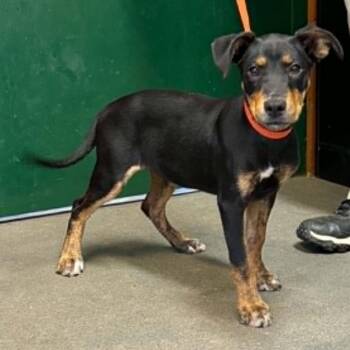 Roxy -  Mixed Breed Dog for Adoption in Hamilton, Georgia - Roxy | PetCurious
