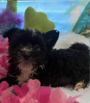 Keanu -  Schnauzer and Terrier Dog for Adoption in Milton, Georgia - Keanu | PetCurious