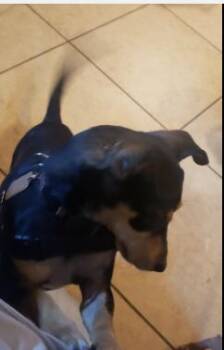 Rescue Miniature Pinscher Dogs for Adoption in Phoenix, Arizona - TONY | PetCurious