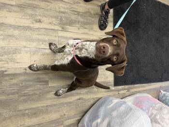 Rescue German Shorthaired Pointer and Labrador Retriever Dogs for Adoption in Sonora, California - Mocha Latte | PetCurious