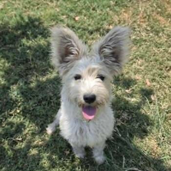 Zelda FJ -  Terrier Dog for Adoption in Austin, Texas - Zelda FJ | PetCurious