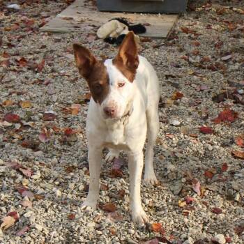 Rescue Labrador Retriever Dogs for Adoption in Plain City, Ohio - Vanilla Bean | PetCurious