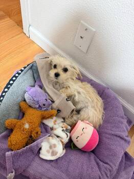 Murphy -  Maltese Dog for Adoption in Grand Forks, North Dakota - Murphy | PetCurious