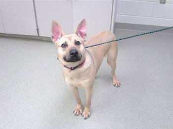 Australian Cattle Dog Blue Heeler and Mixed Breed Dogs Available for Adoption - EDITH | PetCurious