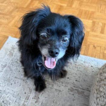 DONAKIA -  Cavalier King Charles Spaniel Dog for Adoption in Richmond, California - DONAKIA | PetCurious