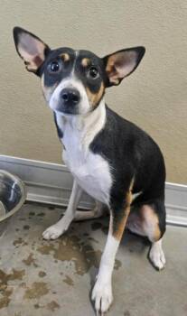 Trixie -  Rat Terrier Dog for Adoption in Boulder, Colorado - Trixie | PetCurious