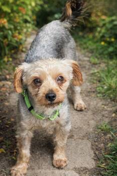 Max -  Yorkshire Terrier Dog for Adoption in Buffalo, New York - Max | PetCurious
