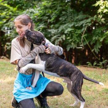 Funny-Adopted -  Mixed Breed Dog for Adoption in Chamblee, Georgia - Funny-Adopted | PetCurious