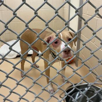 Mixed Breed Dogs Available for Adoption in Winston-salem, North Carolina - Senna | PetCurious