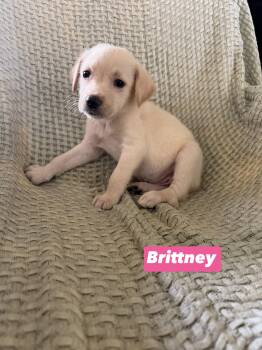B litter Brittney -  Golden Retriever and Labrador Retriever Dog for Adoption in Semmes, Alabama - B Litter Brittney | PetCurious