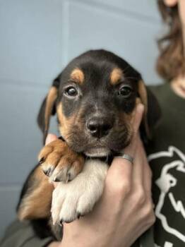 Breadbox -  Mixed Breed Dog for Adoption in Munster, Indiana - Breadbox | PetCurious