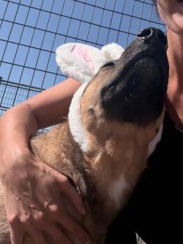 Honey (Layla) -  German Shepherd Dog and Labrador Retriever Dog Available for Adoption in New Braunfels, Texas - Honey (Layla) | PetCurious