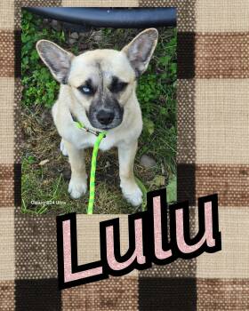 Rescue Husky and Pomeranian Dogs for Adoption in Bendersville, Pennsylvania - Lulu | PetCurious