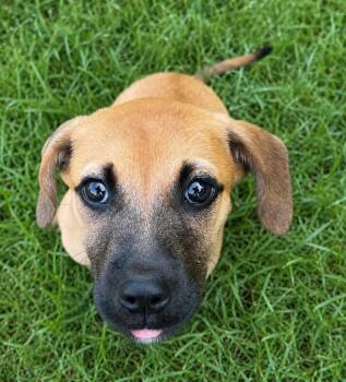 Gretchen -  Black Mouth Cur and Pit Bull Terrier Dog for Adoption in Princeton, Massachusetts - Gretchen | PetCurious