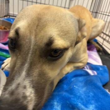 Nala -  Mixed Breed and Shepherd Dog for Adoption in Horn Lake, Mississippi - Nala | PetCurious