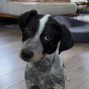 Australian Cattle Dog Blue Heeler Dogs Available for Adoption in Richmond, Virginia - Midnight | PetCurious