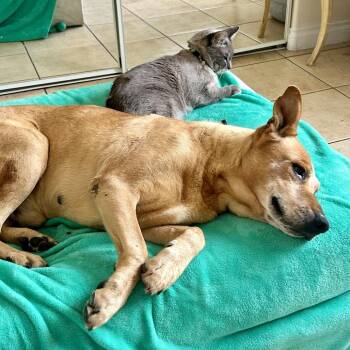 Diego -  Yellow Labrador Retriever and Shepherd Dog for Adoption in Las Vegas, Nevada - Diego | PetCurious