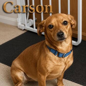 Carson -  Chihuahua and Dachshund Dog for Adoption in Coldwater, Michigan - Carson | PetCurious