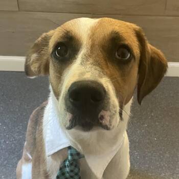 Buddy -  Hound Dog for Adoption in Metamora, Michigan - Buddy | PetCurious