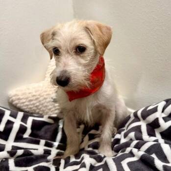 Parson Russell Terrier and Border Terrier Dogs Available for Adoption in Friendswood, Texas - Biscuit Boone | PetCurious