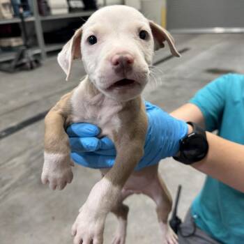 Spider Man -  Mixed Breed Dog for Adoption in Las Cruces, New Mexico - Spider Man | PetCurious