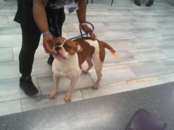 MUFASA -  American Bulldog and Mixed Breed Dog for Adoption in Charlotte, North Carolina - MUFASA | PetCurious