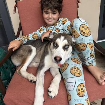 The Wolf of Wall Street -  Siberian Husky Dog for Adoption in Los Angeles, California - The Wolf Of Wall Street | PetCurious