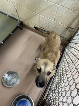 Speedy -  Black Mouth Cur Dog for Adoption in Nacogdoches, Texas - Speedy | PetCurious