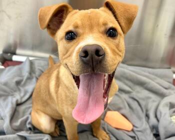 Dr. Cockroach Ph.D. -  Mixed Breed Dog for Adoption in Raleigh, North Carolina - Dr. Cockroach Ph.D. | PetCurious