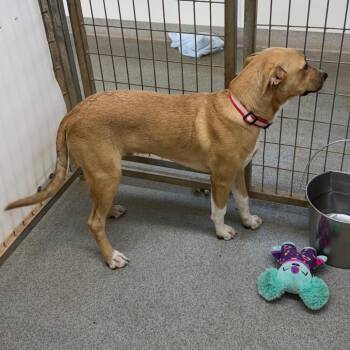 Sam -  Beagle and Yellow Labrador Retriever Dog for Adoption in Kingman, Kansas - Sam | PetCurious