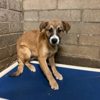 German Shepherd Dog Dogs Available for Adoption - SIMBA! | PetCurious