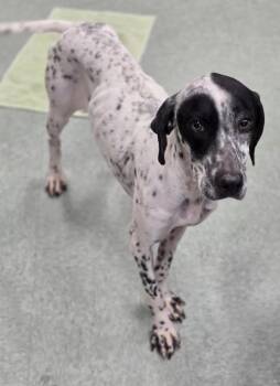 Pointer Dogs Available for Adoption - Ruth | PetCurious