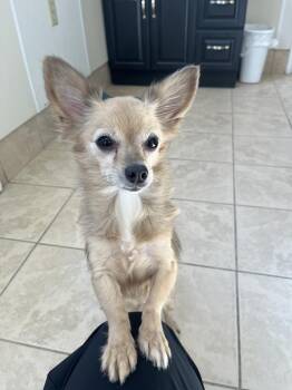 Ginger -  Chihuahua Dog for Adoption in Upper Sandusky, Ohio - Ginger | PetCurious
