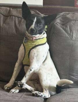 Fox Terrier and Rat Terrier Dogs Available for Adoption in Attalla, Alabama - Birdie | PetCurious