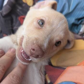 Rescue Mixed Breed Dogs for Adoption in Raleigh, North Carolina - Orla | PetCurious