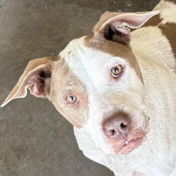 Sara -  Terrier Dog for Adoption in Bronson, Florida - Sara | PetCurious