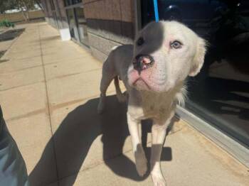 Bolt (GA) -  Mixed Breed Dog for Adoption in New York, New York - Bolt (GA) | PetCurious