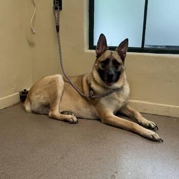 Yoda -  Shepherd and Cane Corso Dog for Adoption in Pasadena, California - Yoda | PetCurious
