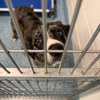 Elly Mae -  Great Pyrenees and Australian Shepherd Dog for Adoption in Greensboro, North Carolina - Elly Mae | PetCurious