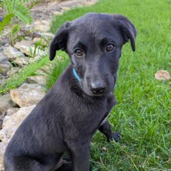 (Grand) Canyon -  Pointer and Mixed Breed Dog for Adoption in Rochester, Minnesota - (Grand) Canyon | PetCurious