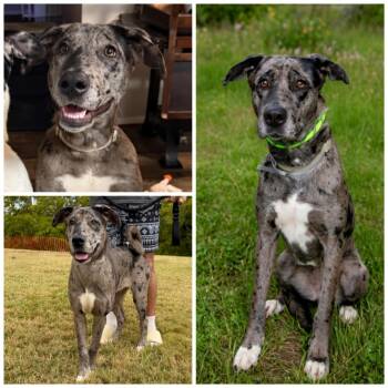 Onyx -  Great Dane Dog for Adoption in Dandridge, Tennessee - Onyx | PetCurious