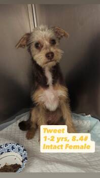 Yorkshire Terrier and Poodle Dogs Available for Adoption in San Diego, California - Tweet | PetCurious