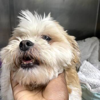 Egg FKA Eggroll -  Poodle and Bichon Frise Dog for Adoption in Philadelphia, Pennsylvania - Egg FKA Eggroll | PetCurious