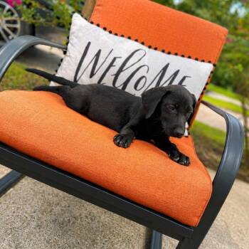 Elmer -  Black Labrador Retriever Dog for Adoption in Parrish, Alabama - Elmer | PetCurious